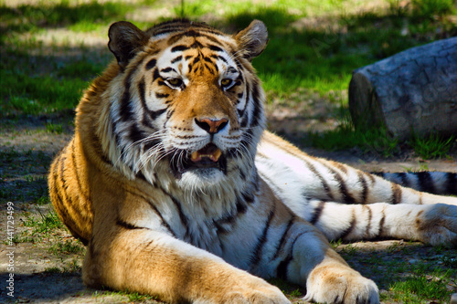 The Siberian tiger Panthera tigris altaica is the biggest jungle cat in the world. Animal with stripes relaxing or resting
