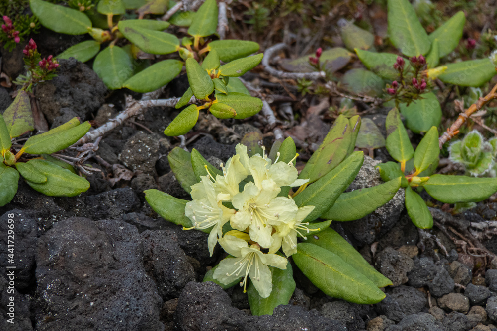 custom made wallpaper toronto digitalYellow rhododendron flowers. Summer floral concept with natural green leaves background. Closeup of bunch of flowers. Rhododendron bush in full bloom. Flowers on tk he lava field. Wild plants of