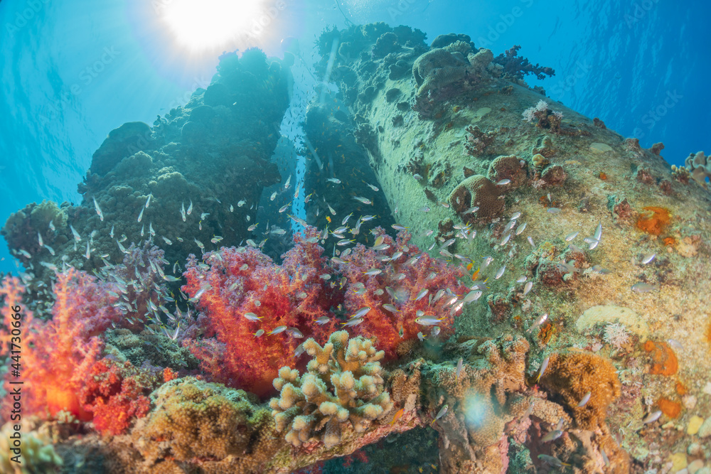 Fototapeta premium Coral reef and water plants in the Red Sea, Eilat Israel