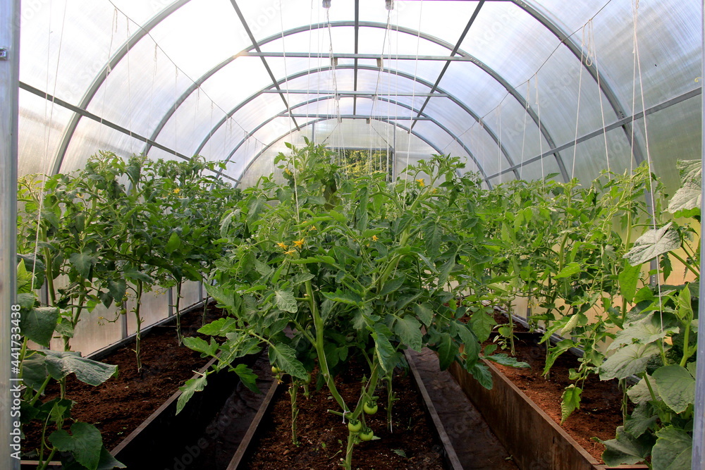 Tomatoes bloom in the greenhouse. Tomato plants in the plastic greenhouse 
