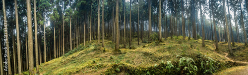 Lamahatta Eco Park, Darjeeling, India