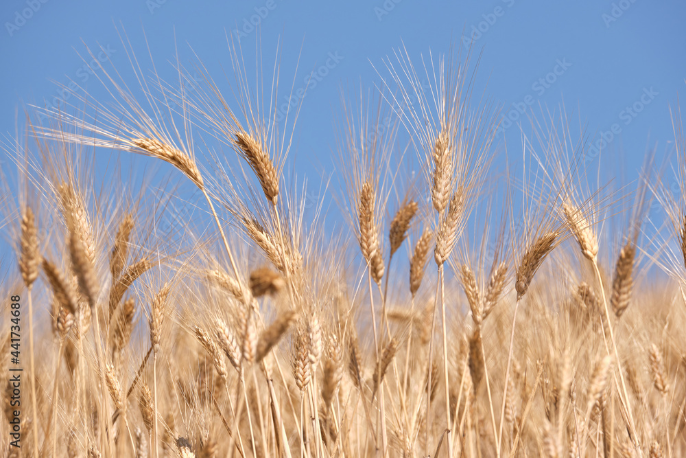 Wheat spikes close up over blue sky, Andalucia. Wheat spikes close up over blue sky, Andalucia.