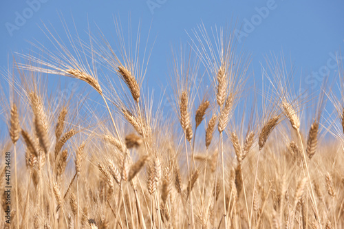 Wheat spikes close up over blue sky, Andalucia.