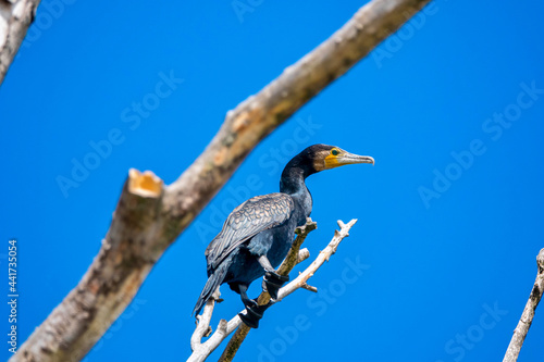 Great cormorant Phalacrocorax carbo , also known as the great black cormorant © anderm
