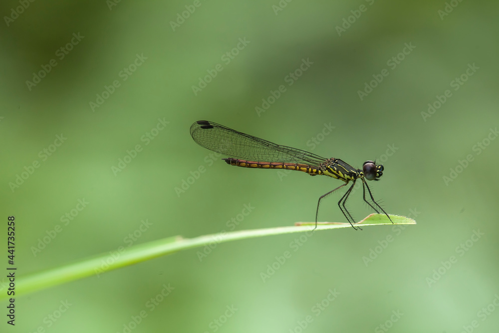 Beatiful Dragonfly on Unique Plants Beatiful Dragonfly on Unique Plants