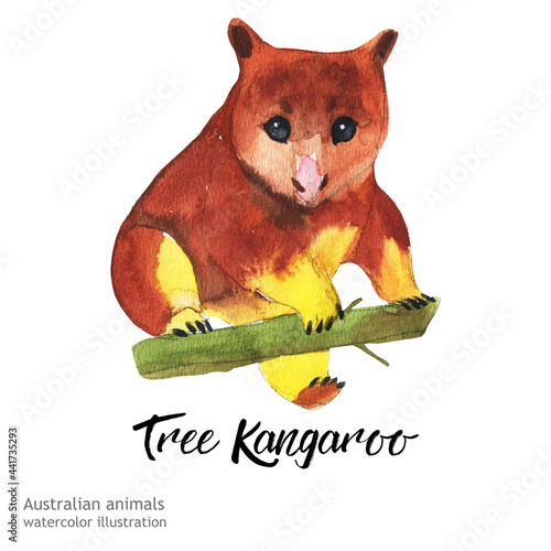 Australian animals watercolor illustration hand-drawn wildlife isolated on a white background. Tree Kangaroo.
  photo