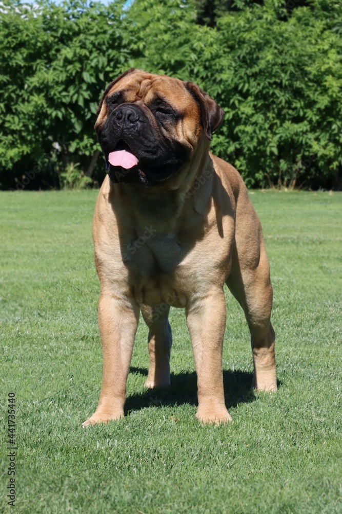 adult bullmastiff isolated on green garden adult bullmastiff isolated on green garden