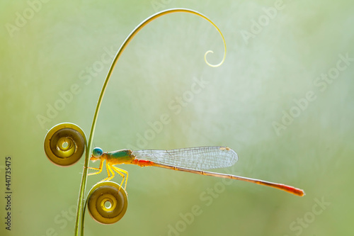 Beatiful Dragonfly on Unique Plants © abdul gapur dayak