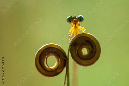 Beatiful Dragonfly on Unique Plants