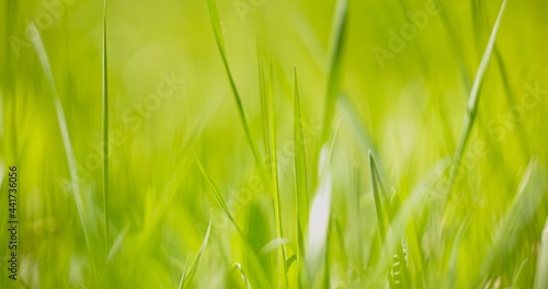 Fresh green grass as background texture