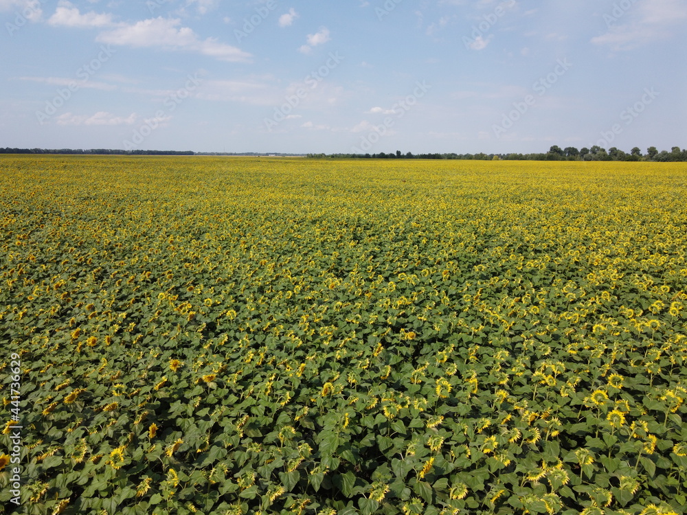 A picturesque field of sunflowers under a blue sky, aerial view. A farm field on a hot summer day, landscape.