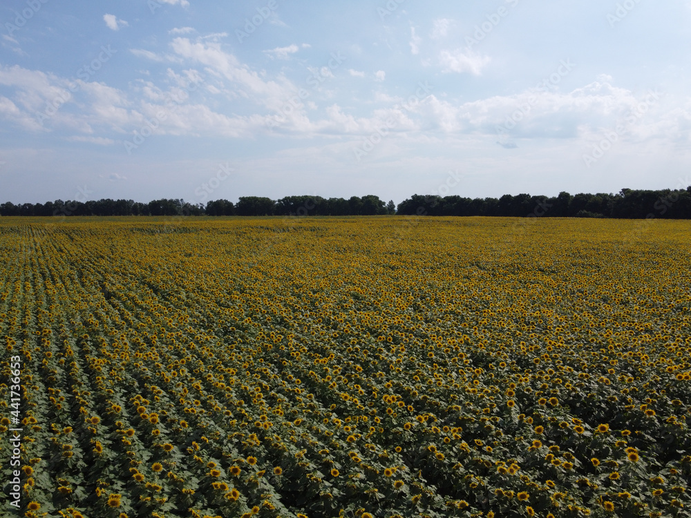 A picturesque field of sunflowers under a blue sky, aerial view. A farm field on a hot summer day, landscape.