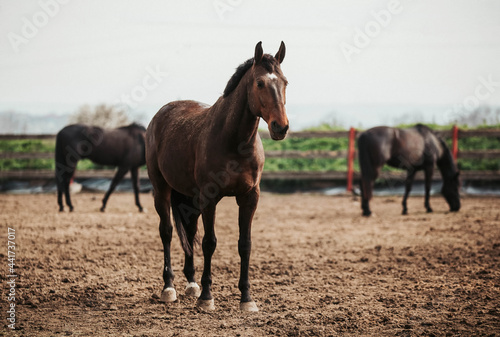 Brown horse on the farm  © Марина Колобанова