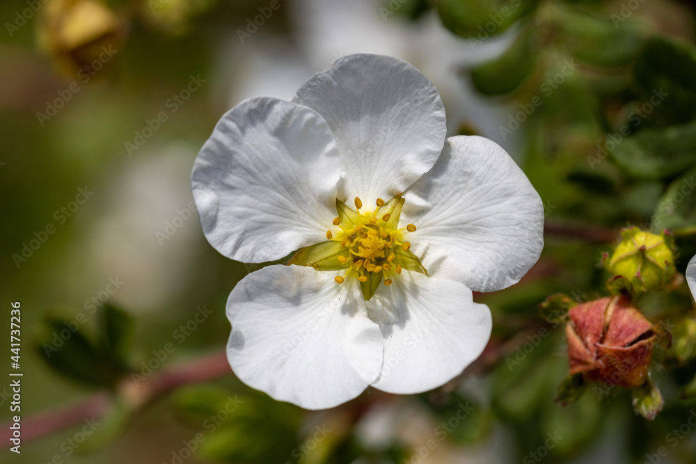 Obraz premium White raspberry flowers in close up.