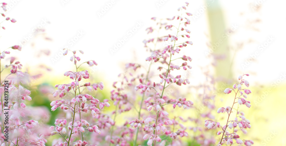 Globe amaranth flowers with colorful bokeh art . Globe amaranth flowers with colorful bokeh art .