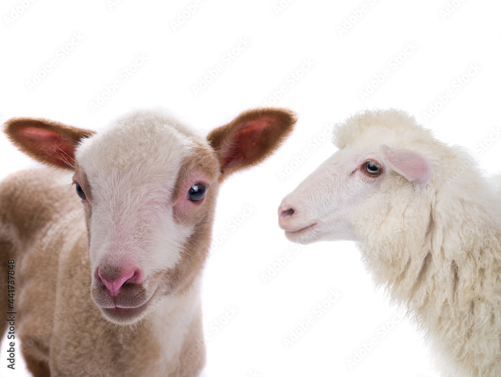 portrait sheep and little sheep isolated on white portrait sheep and little sheep isolated on white