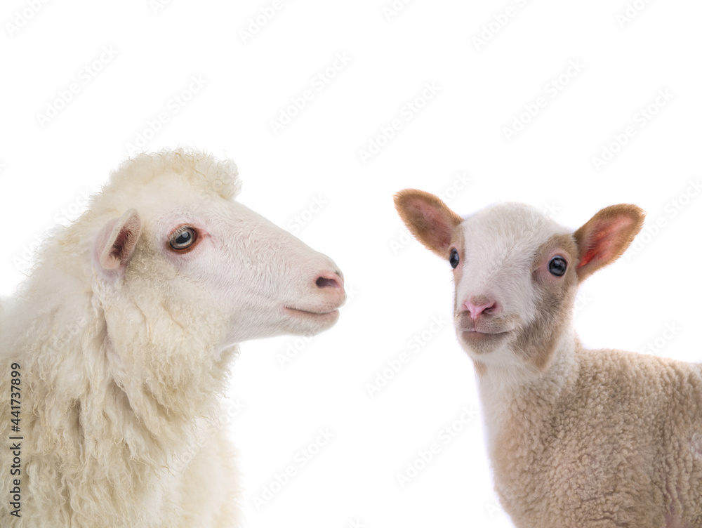 Fototapeta premium portrait sheep and little sheep isolated on white