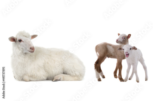 mother sheep and little sheep isolated on white background
