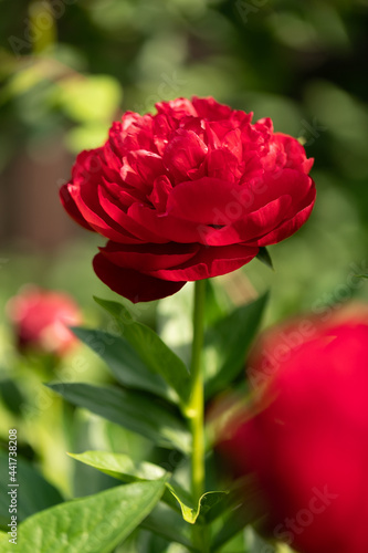 Beautiful red blooming peony on a blurred green natural background. Red peony in the garden.