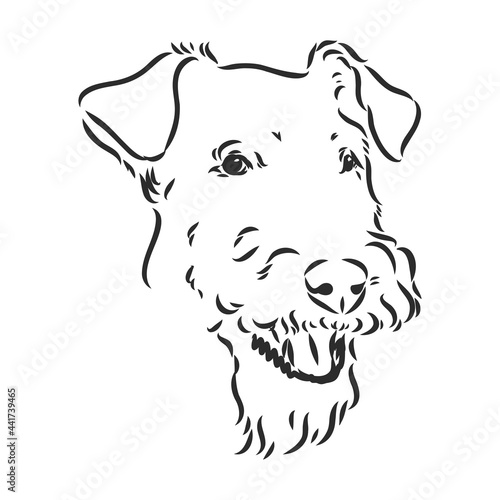 Airedale Terrier Dog. hand drawn. Vector illustration