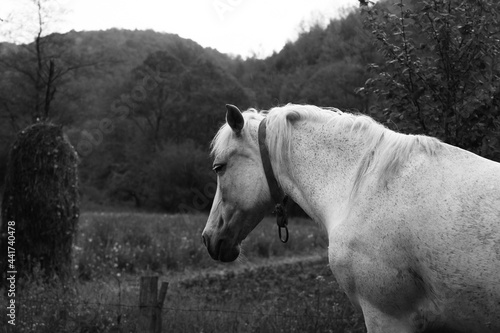The horse is grazing in an open field. Horse portrait.  © Brylynskyi