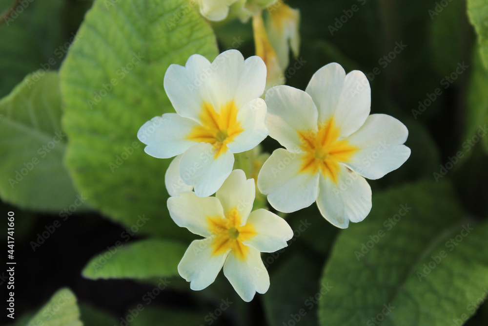Three beautiful small plants primrose flowers white with yellow on a blurry green relaxing background in the garden and park Three beautiful small plants primrose flowers white with yellow on a blurry green relaxing background in the garden and park
