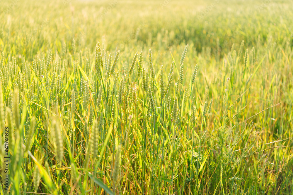 Wheat fields. Ears of ripening wheat close up. Beautiful natural landscape. Rural landscapes in bright sunlight. Wheat field ripening background. The concept of a rich harvest.