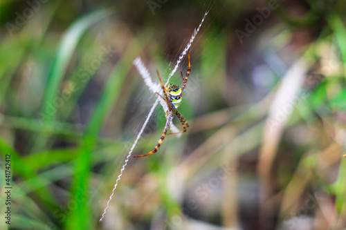 Spider sitting on the web closeup with green and bokeh background for the wallpaper.