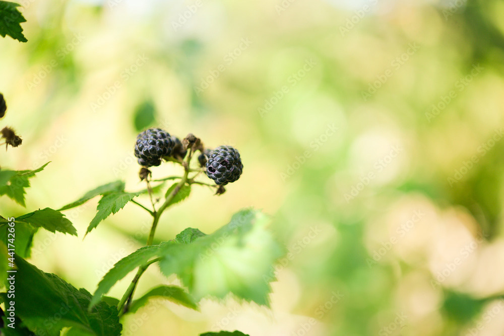 Ripe blackberry in the garden. Card with copy space for text.
Ripe blackberry in the garden. Card with copy space for text.