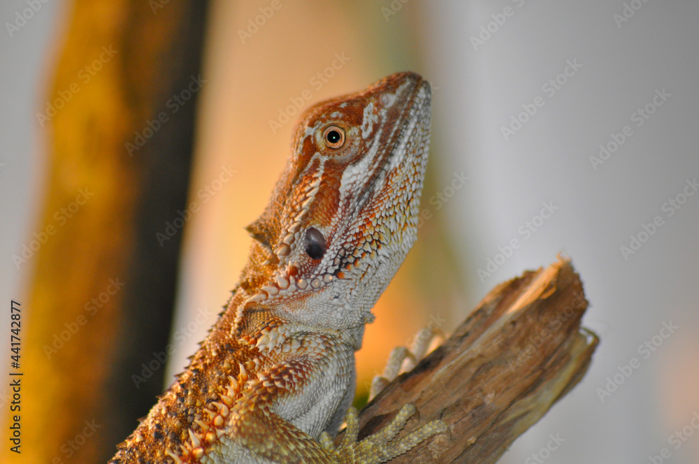 Obraz premium Bartagame auf Ast