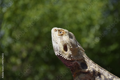 Bearded Dragon, Bartagame photo