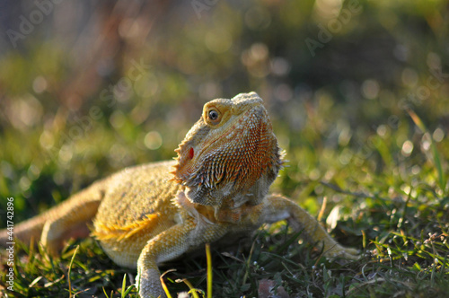 Bartagame in der Natur photo