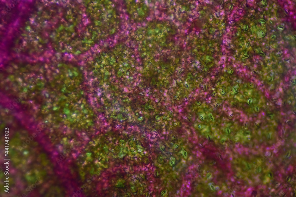 Close up texture of plants cells. Close up texture of plants cells.
