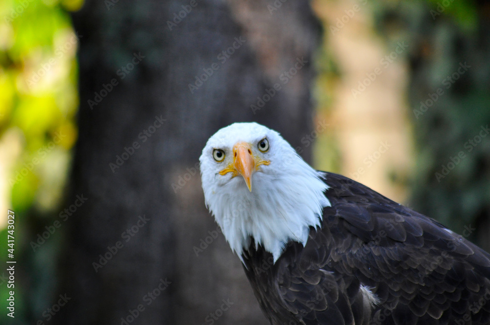 Fototapeta premium Adler