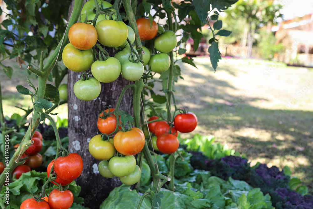 Fresh organic tomatoes in the garden.