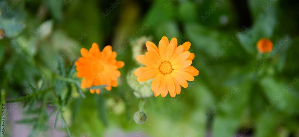Calendula (Calendula officinalis, pot marigold, ruddles) flower on green natural summer background. Calendula petals of a medicinal plant, herb leaves. Calendula medicinal field plant. Calendula (Calendula officinalis, pot marigold, ruddles) flower on green natural summer background. Calendula petals of a medicinal plant, herb leaves. Calendula medicinal field plant.