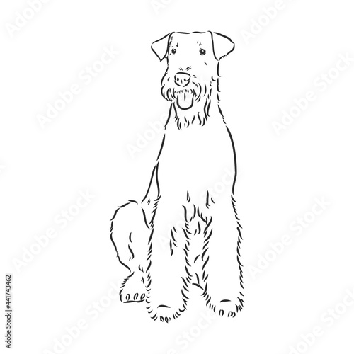 Airedale Terrier Dog. hand drawn. Vector illustration