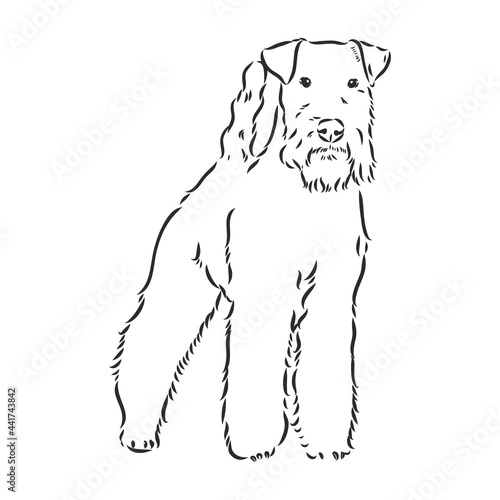 Airedale Terrier Dog. hand drawn. Vector illustration