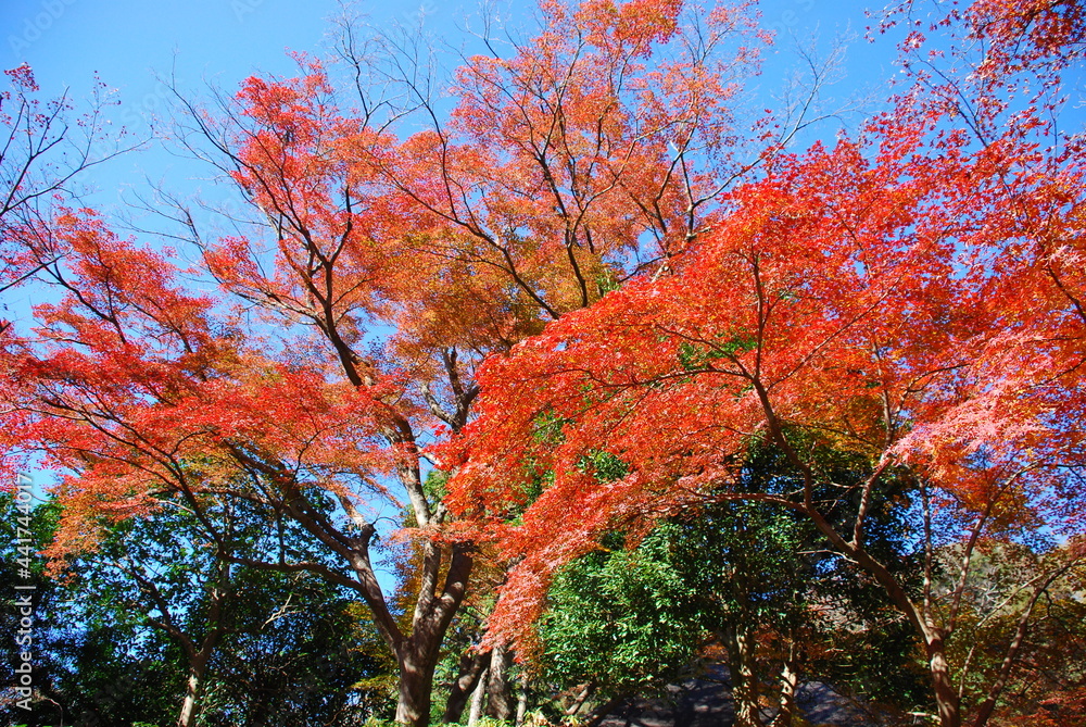 紅葉