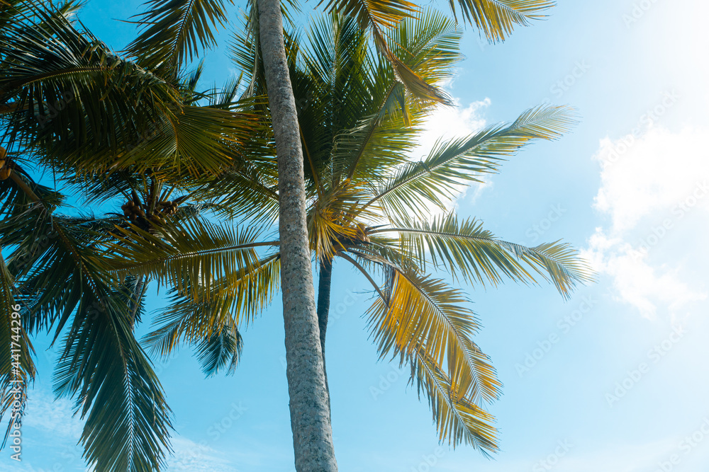 Tropikalny krajobraz, palmy kokosowe na tle nieba i słońca. - obrazy, fototapety, plakaty 
