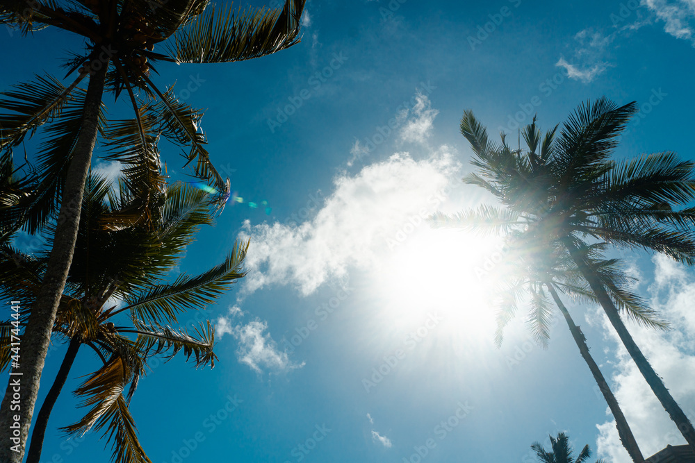 Obraz na płótnie Tropikalny krajobraz, palmy kokosowe na tle nieba i słońca. w salonie