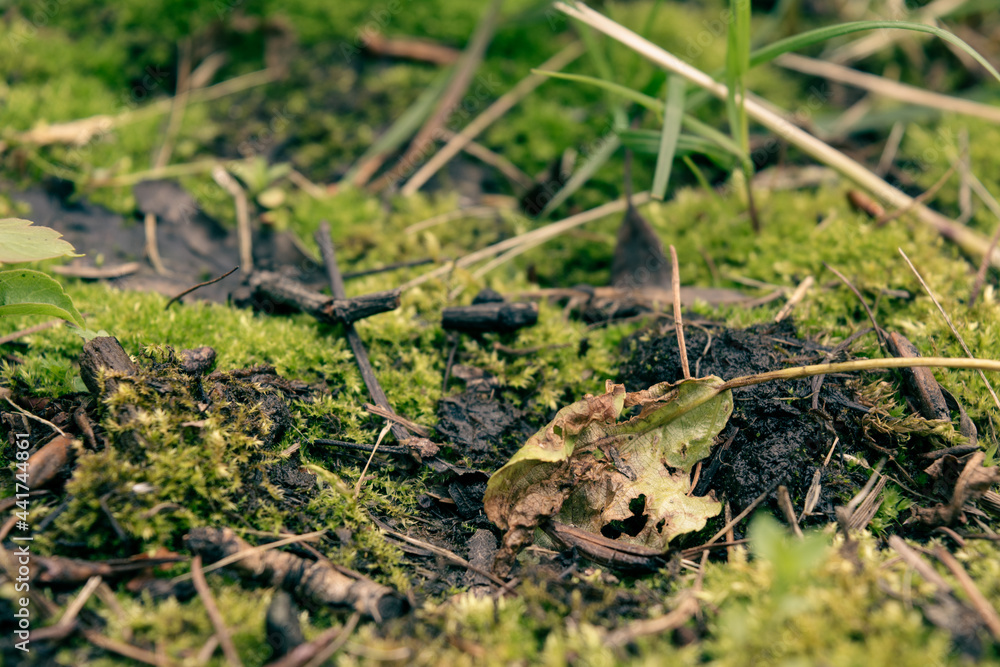 Fototapeta premium green grass