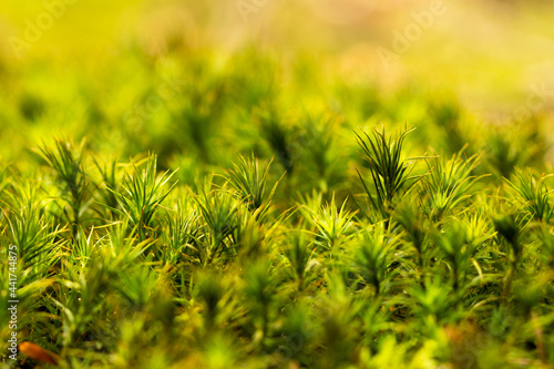 Closeup photo of a moss in forest