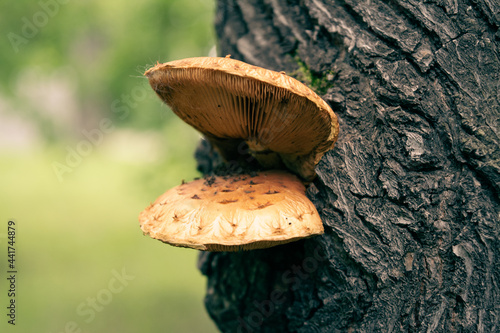 mushrooms in the forest