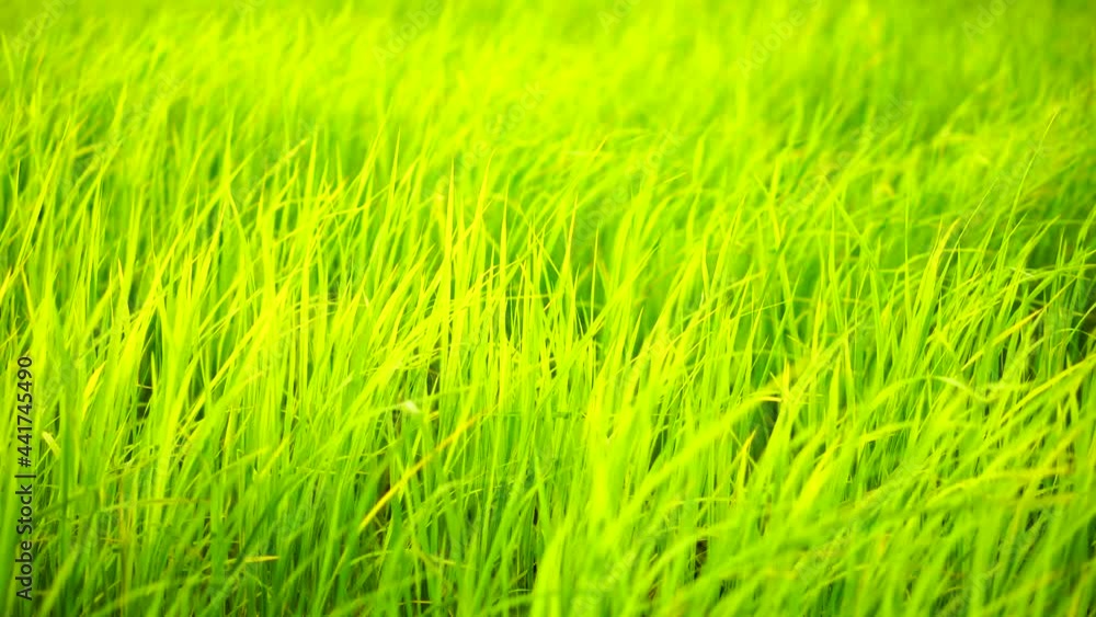 Slow motion Wind blowing through meadow greenery
Slow motion Wind blowing through meadow greenery