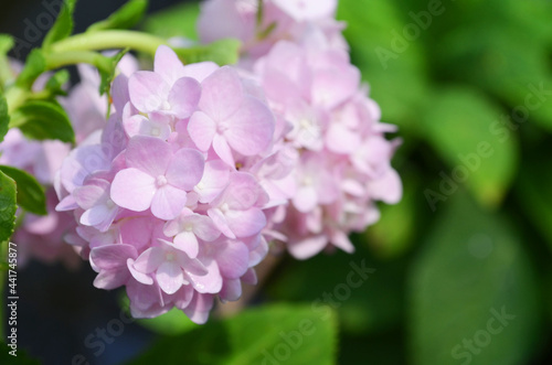 Closed up little beautiful soft pink hydrangea flower bunch over blur green nature background