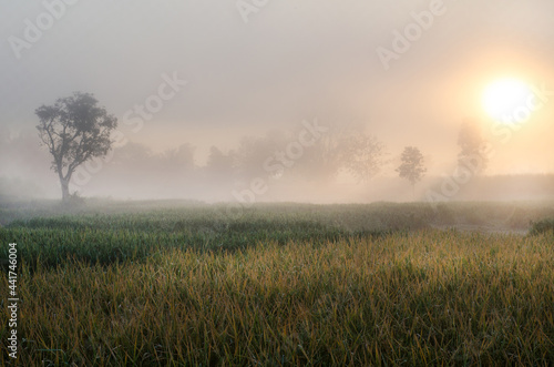 Beaufitul scenery of paddy field with fog covering area in early morning of cold season in the Northeast Thailand