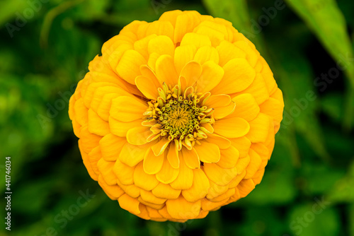 Fotografi Beautiful blossom yellow zinnia flower in Garden.