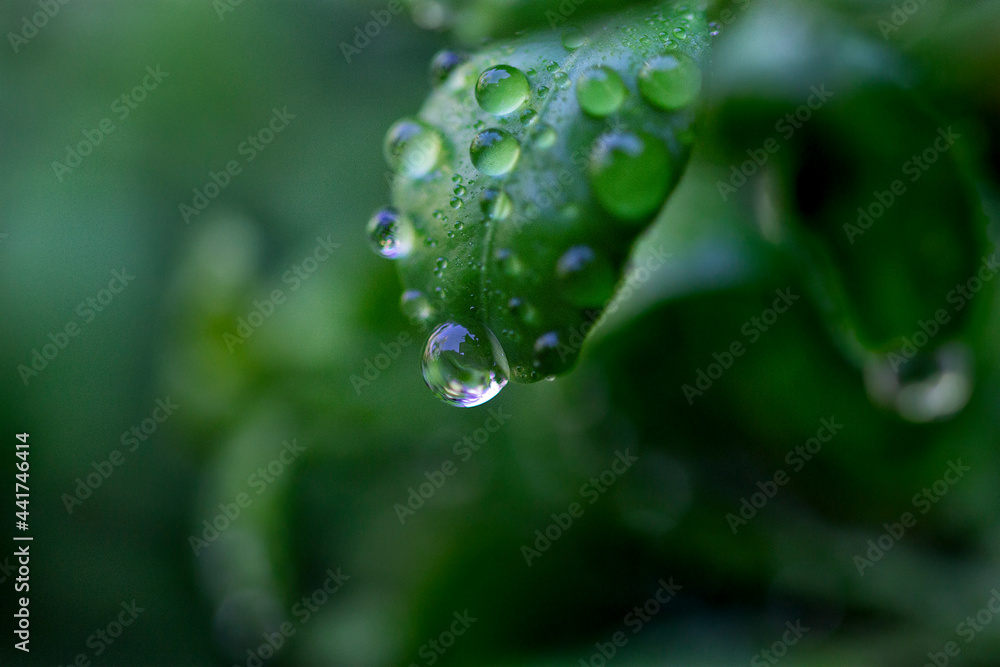 water drops on a green leaf water drops on a green leaf