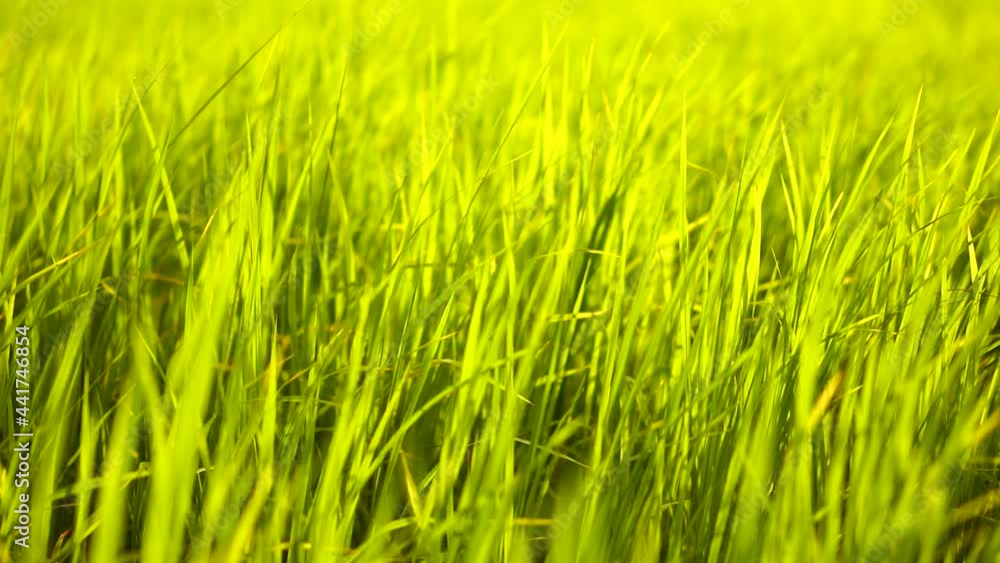 Slow motion Wind blowing through meadow greenery
Slow motion Wind blowing through meadow greenery